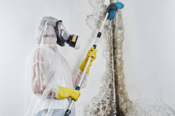 Best Mold Remediation for Healthcare Facilities in USA